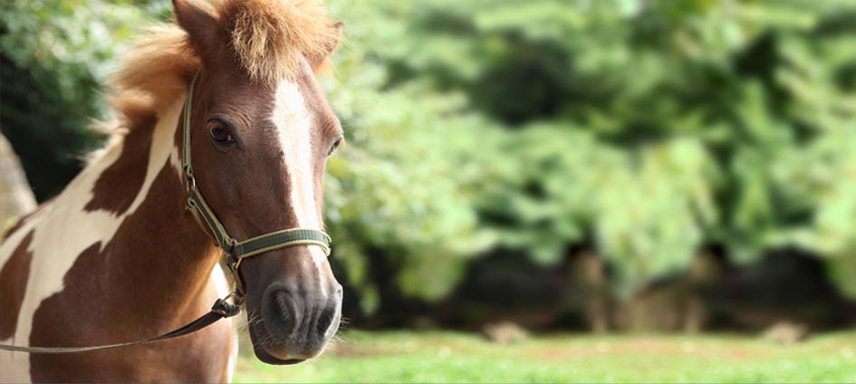 Paseo en pony