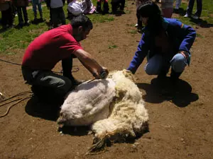 Excursión escolar viendo esquilar